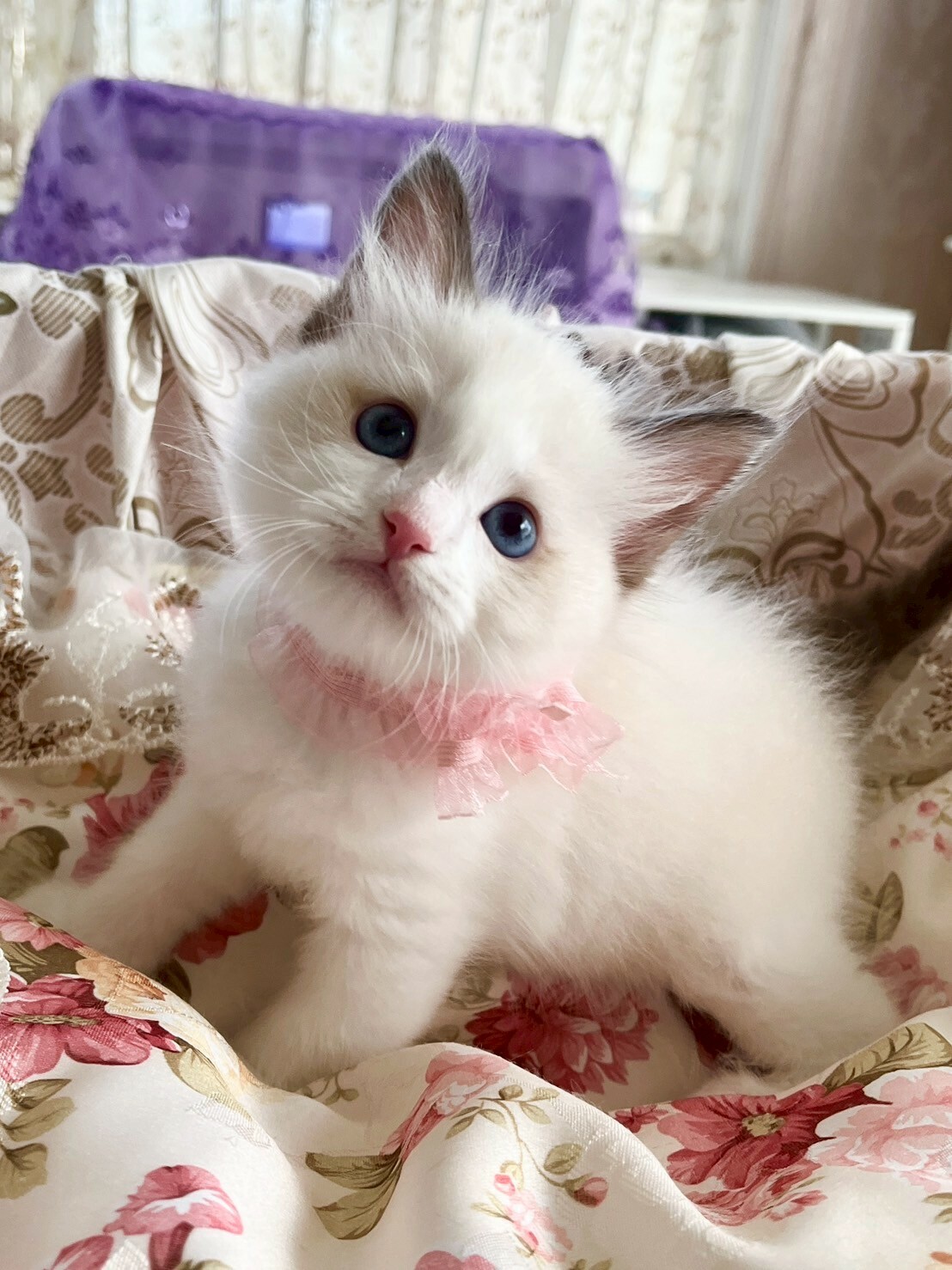 実は…見学で一目惚れが続出！？キャッテリーエリカの人気のひみつ♡