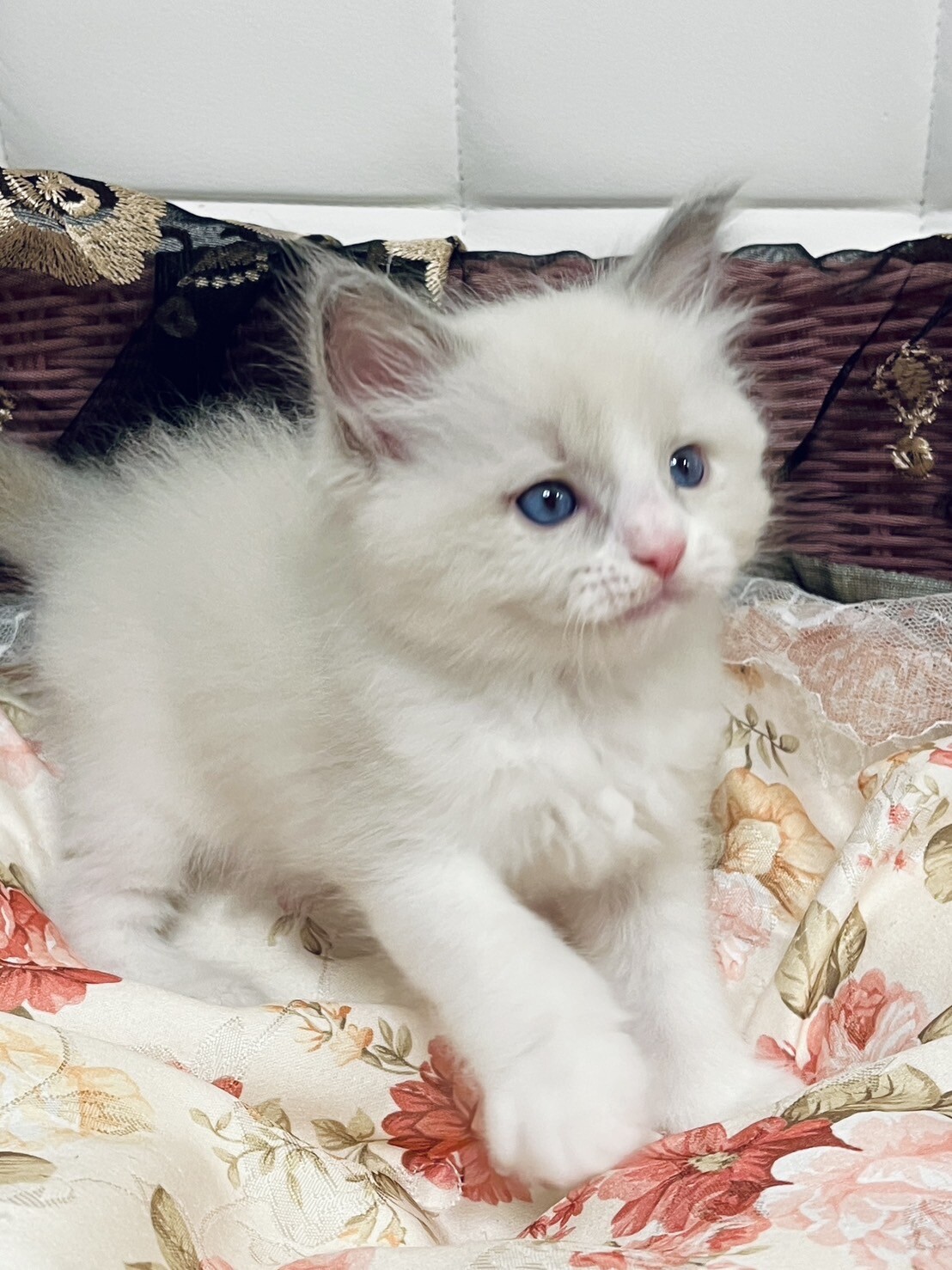🐾ご報告🐾シールポイントバイカラーのラグドールの女の子がご成約となりました♪